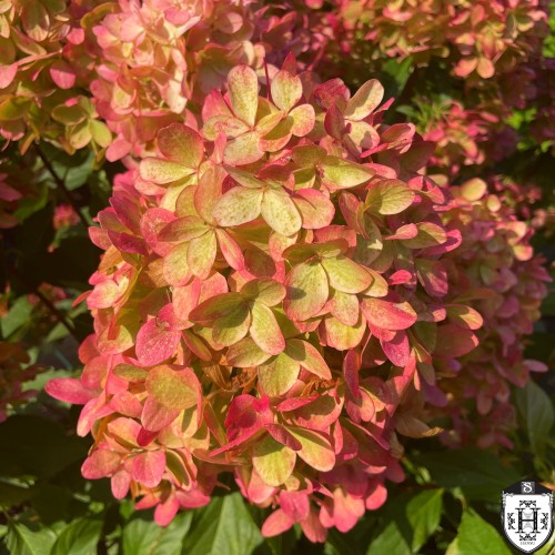 Hydrangea paniculata 'Graffiti' - Aedhortensia 'Graffiti' C5/5L Hydrangea paniculata 'Graffiti' - Aedhortensia 'Graffiti' C5/5L
